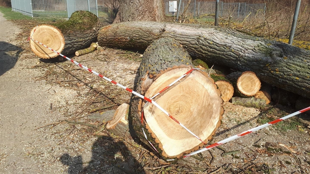 W Suwałkach trwa wycinka 100-letniej topoli - mieszkańcy protestują