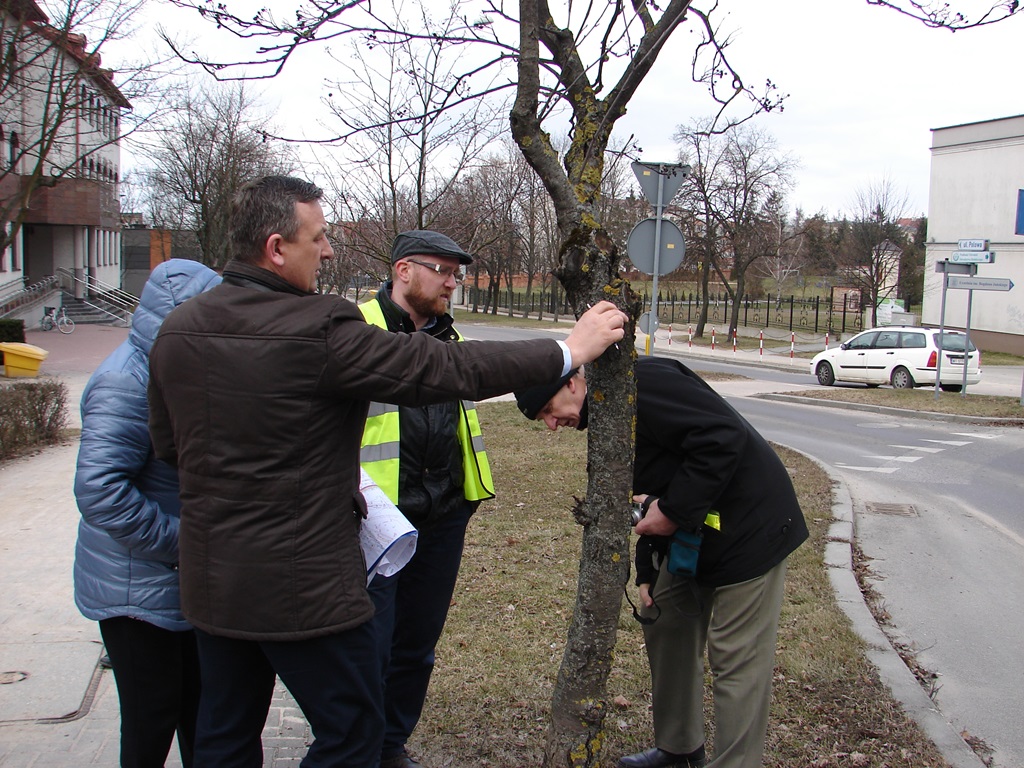 Nawet o połowę mniej drzew zostanie wyciętych przy ul. Polowej w Łomży