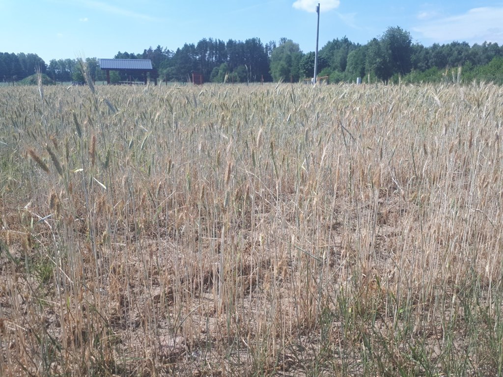 We wszystkich podlaskich gminach pracują komisje szacujące straty po suszy