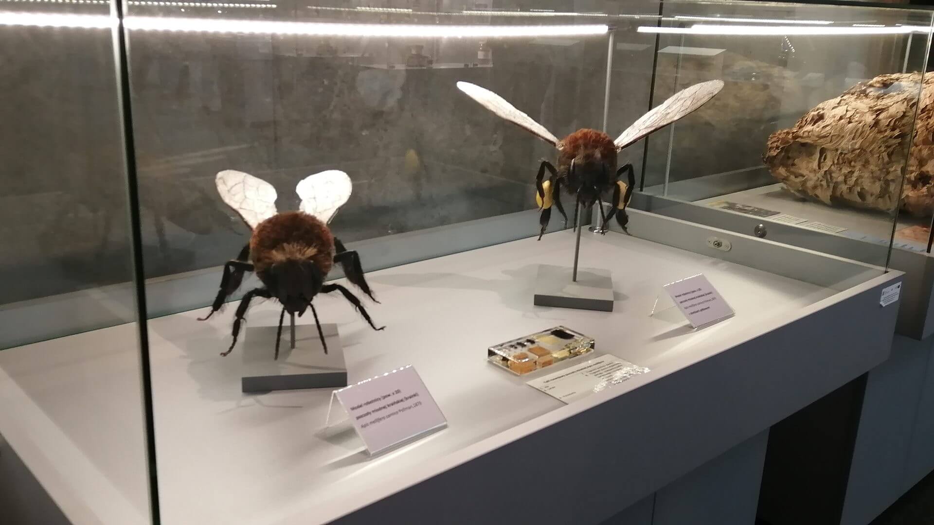 W Białymstoku otwarto wystawę "Pszczoły i ich rola w przyrodzie"