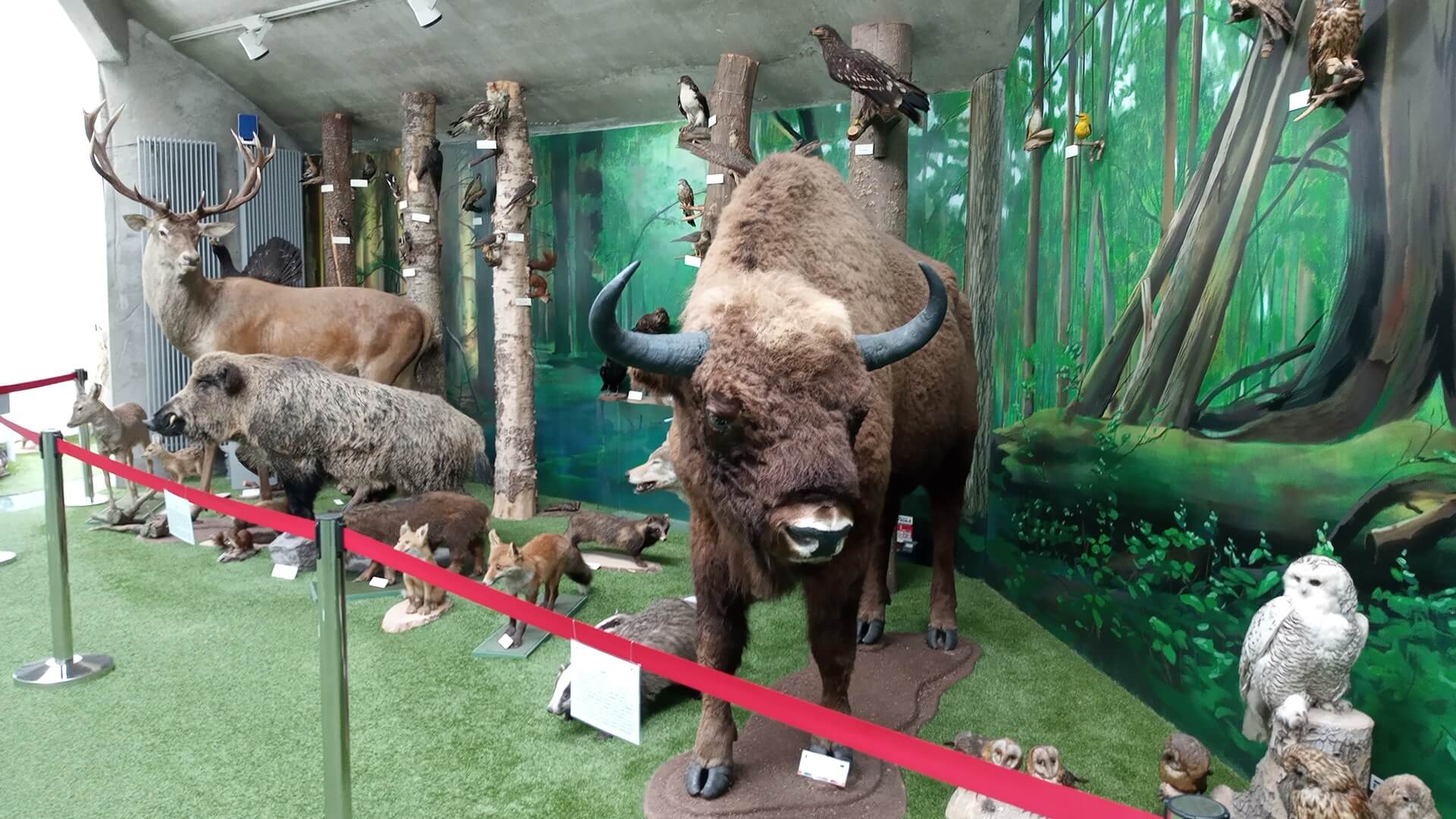 Niedźwiedzica Joli z białostockiego zoo dostanie "drugie życie"