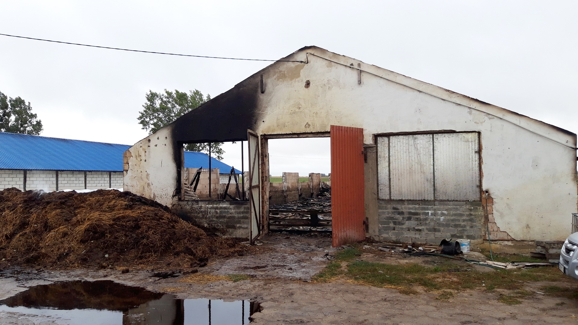 Kolejny pożar chlewni k. Hajnówki - spłonęło ok. 300 świń