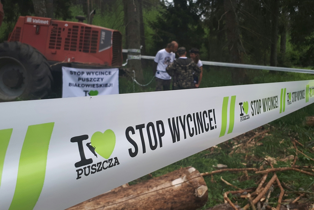 Działacze Greenpeace apelują do ministra, by nie odnawiać Puszczy Białowieskiej po wycince