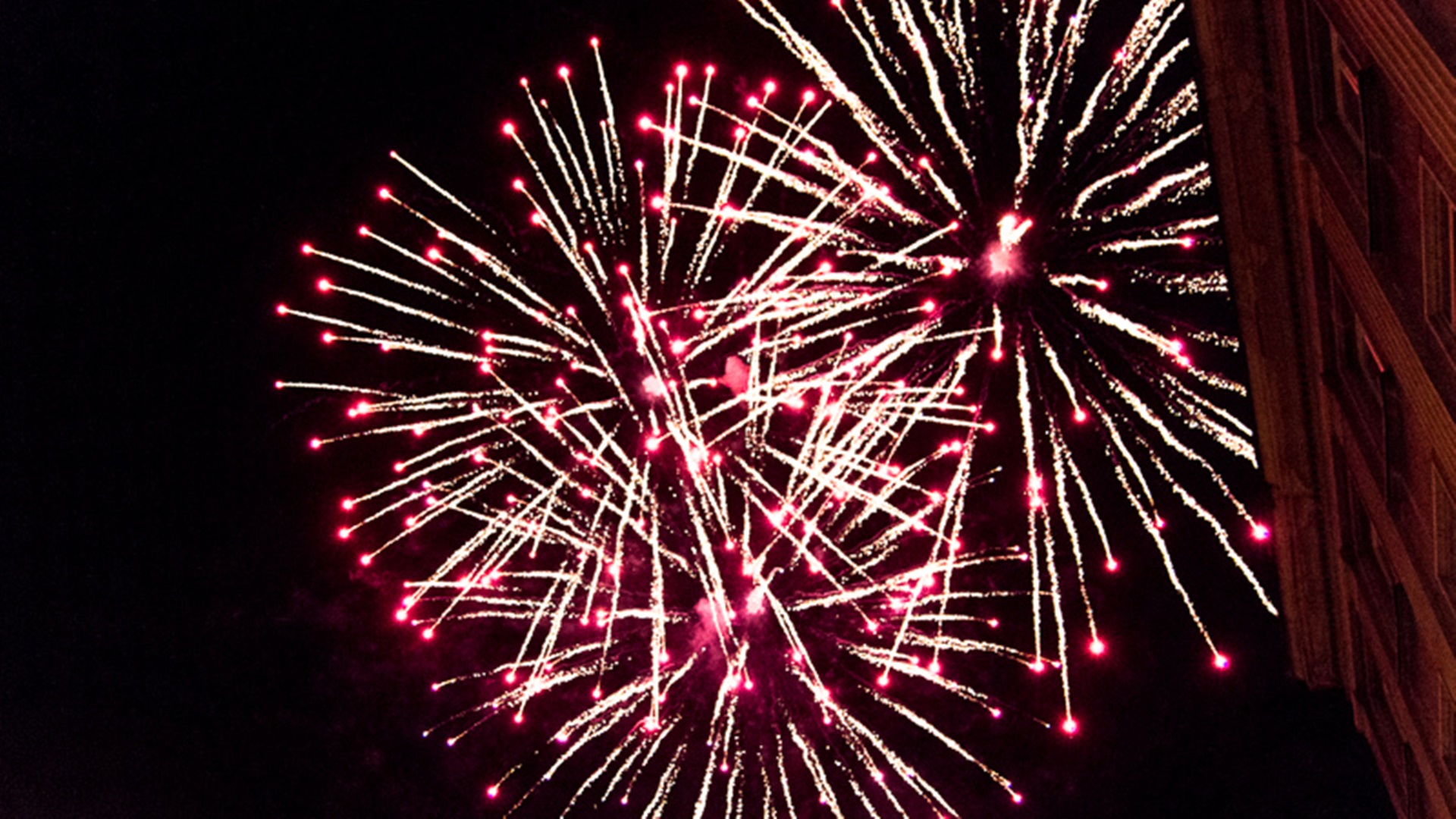 Pogotowie sylwestrowe - pomysł białostockiego oddziału Towarzystwa Opieki nad Zwierzętami