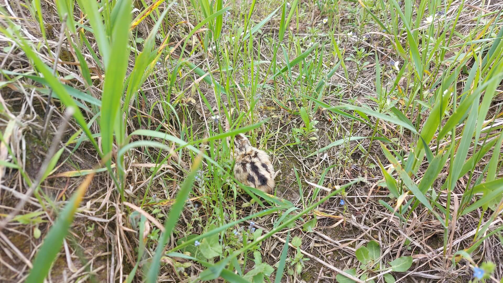 Pomimo zapowiedzi miejskie służby kosiły trawniki w Suwałkach