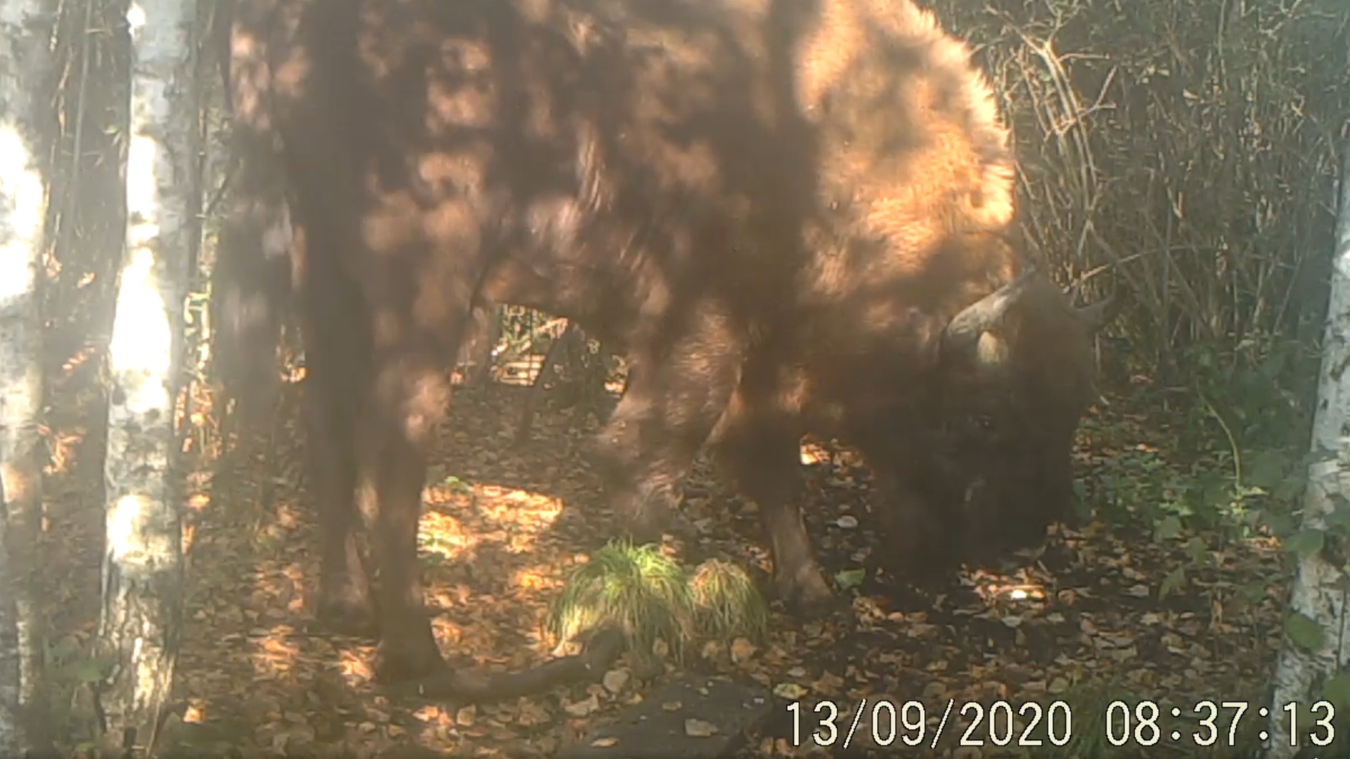 Żubr pojawił się nad Biebrzą