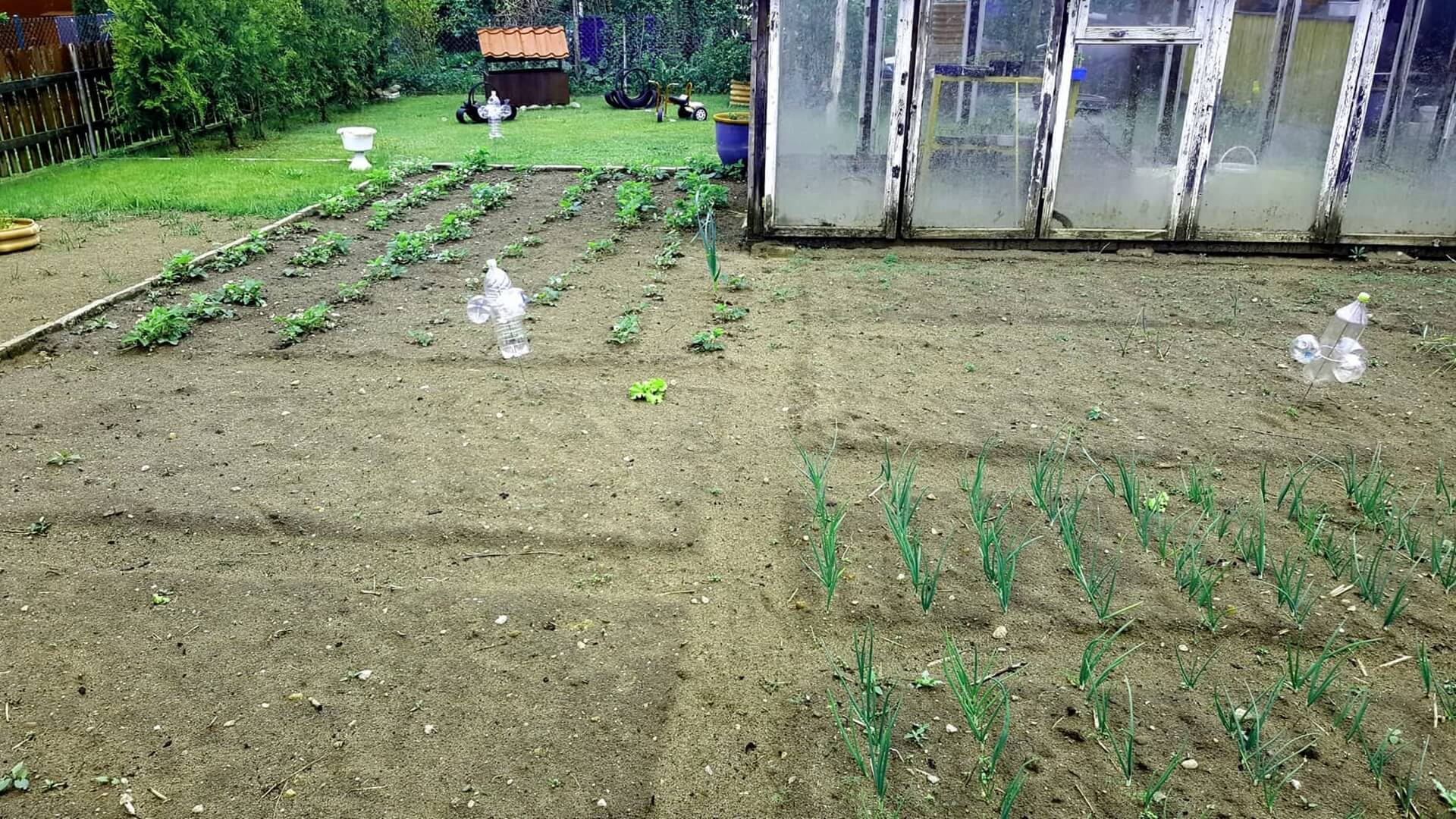 Susza dała się działkowcom we znaki