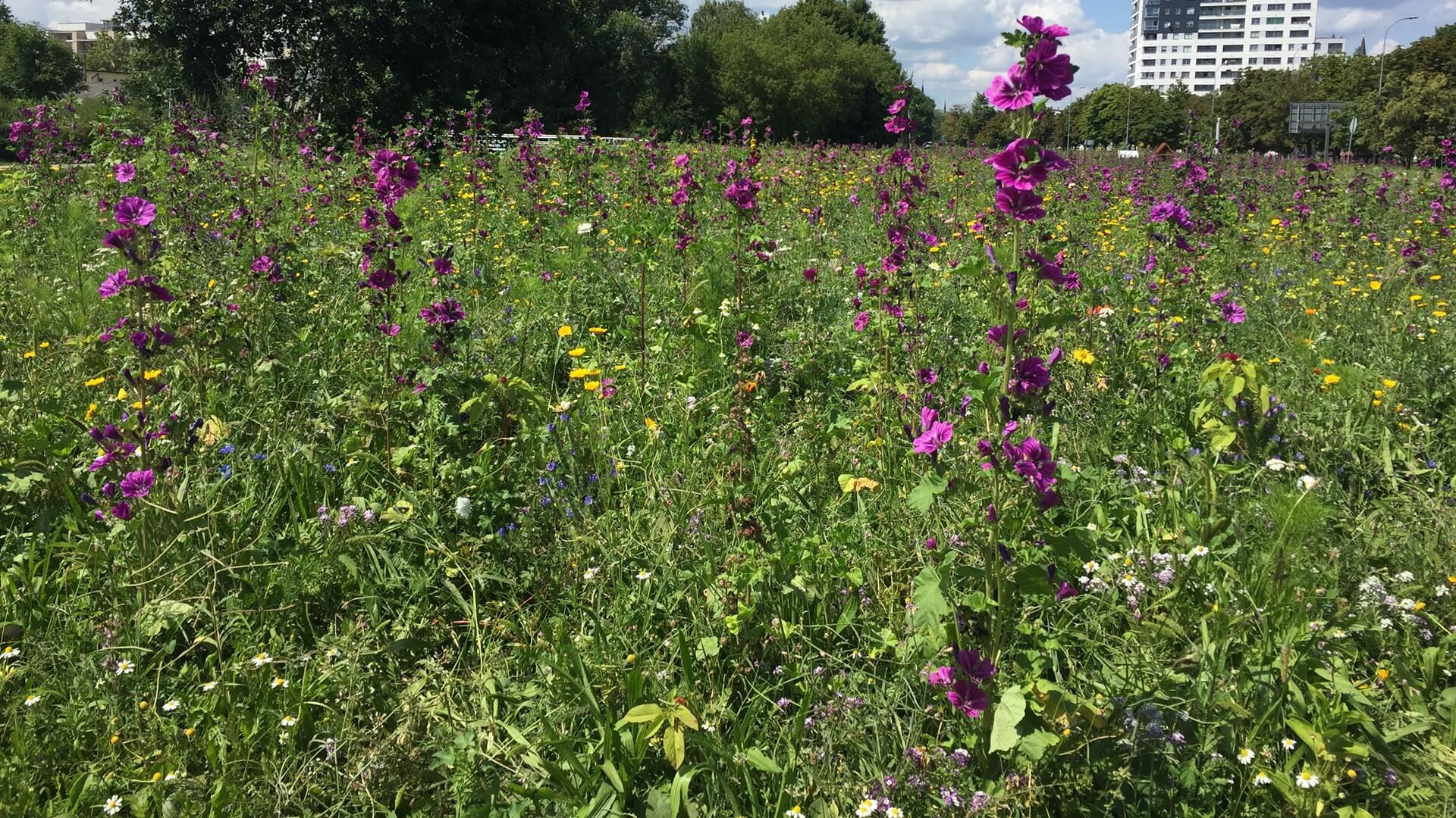 Łąki kwietne w Białymstoku nie będą koszone