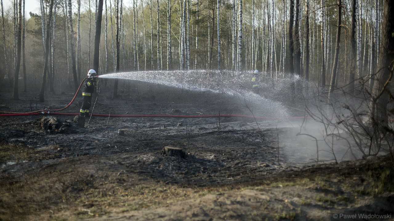 Niemal 80 strażaków walczyło z pożarem lasu w pow. łomżyńskim i kolneńskim