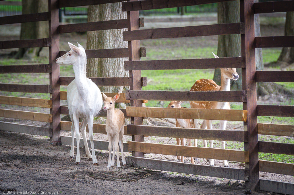 W białostockim Akcencie ZOO przyszły na świat danielątka. Imiona wybiorą internauci