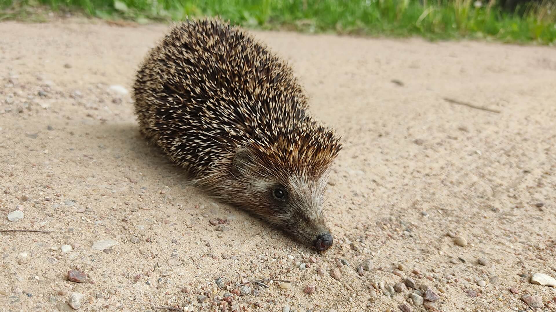 Międzynarodowy Dzień Jeża - jesień to czas hibernacji tych zwierząt