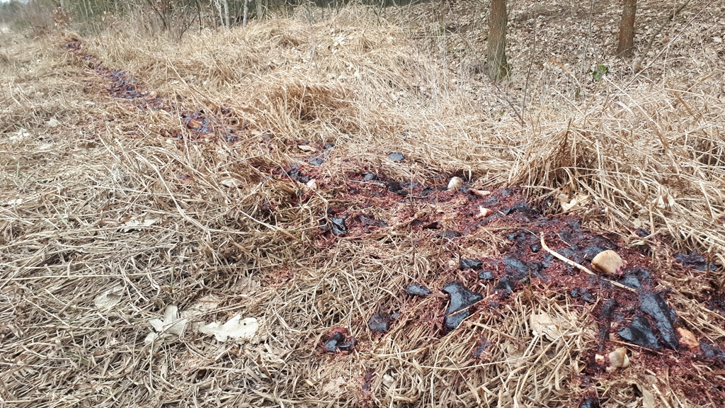 Wzdłuż drogi we wsi Olmonty ktoś rozrzucił zwierzęce szczątki