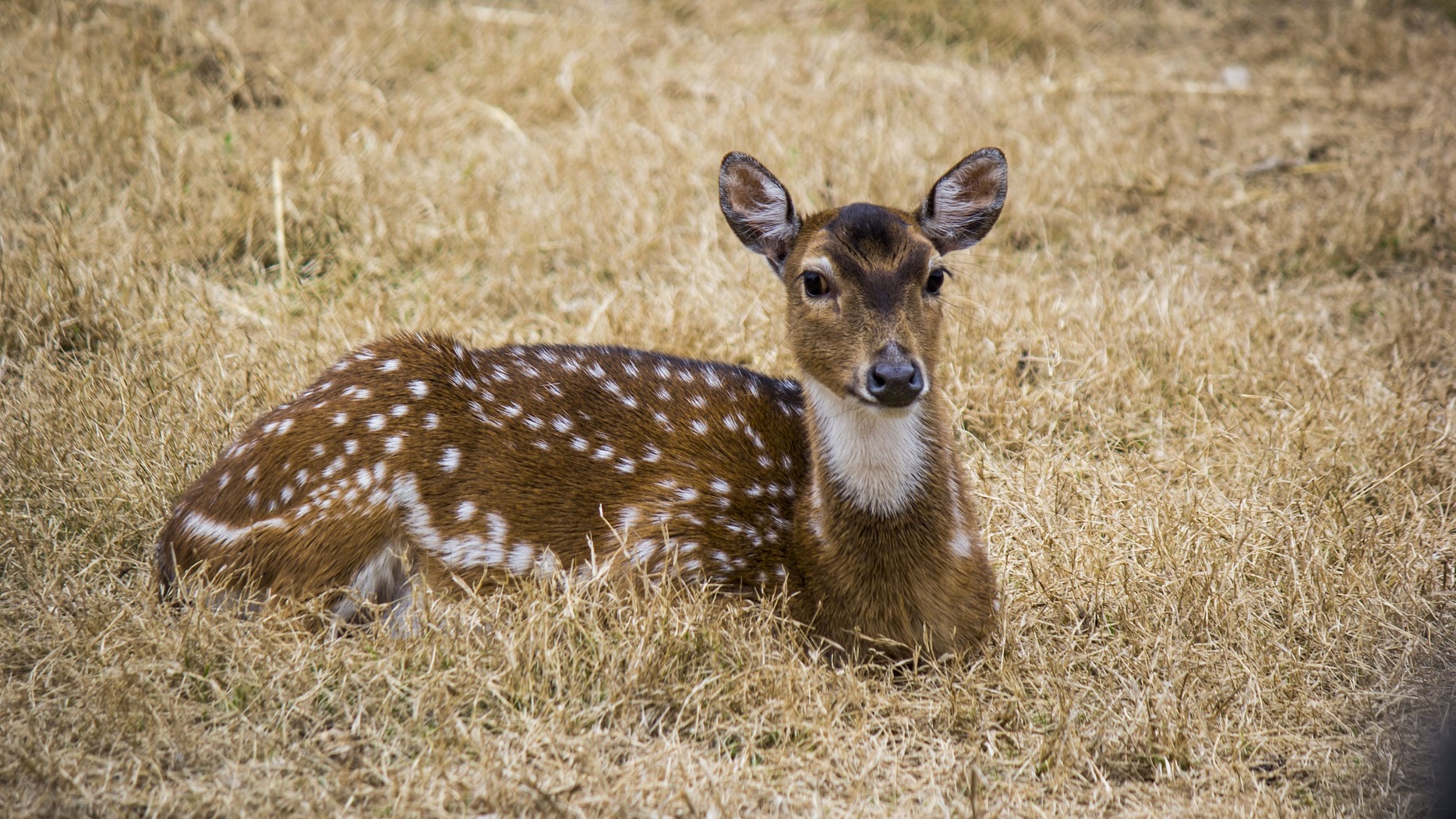 Do Ośrodka Rehabilitacji Zwierząt Biebrzańskiego Parku Narodowego trafia coraz więcej saren, łosi i ptaków