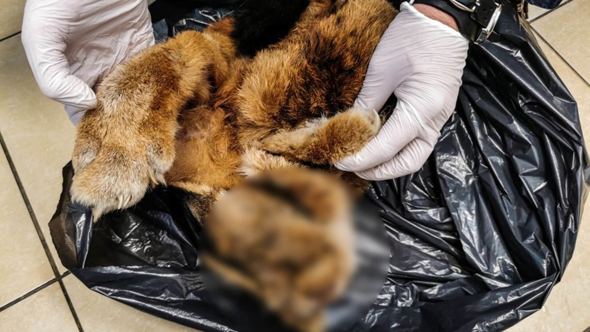 Do roku więzienia grozi mieszkańcowi powiatu białostockiego, który przechowywał skórę rysia euroazjatyckiego