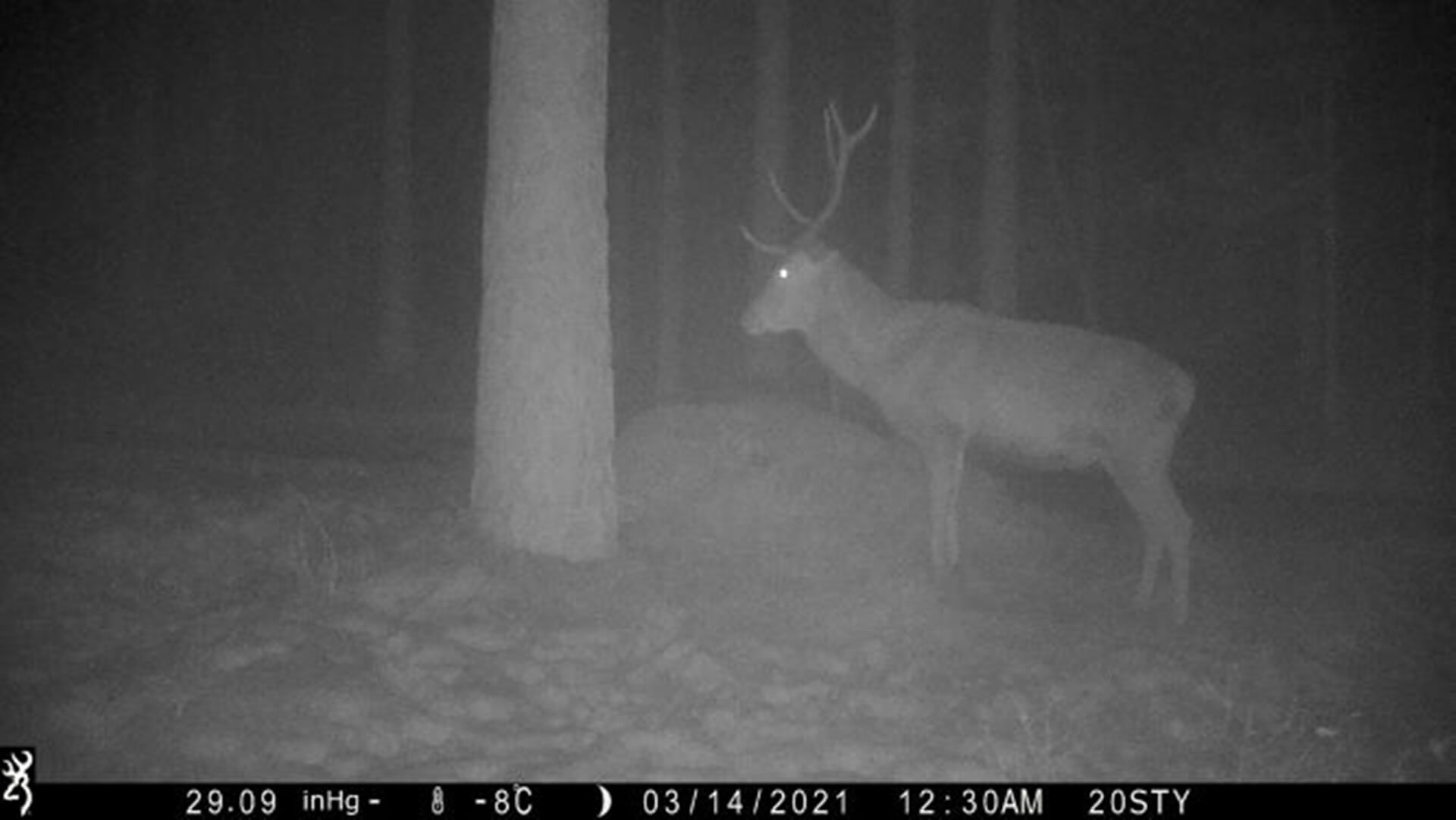 Zobacz jak jeleń zrzuca poroże. Uwieczniła to fotopułapka