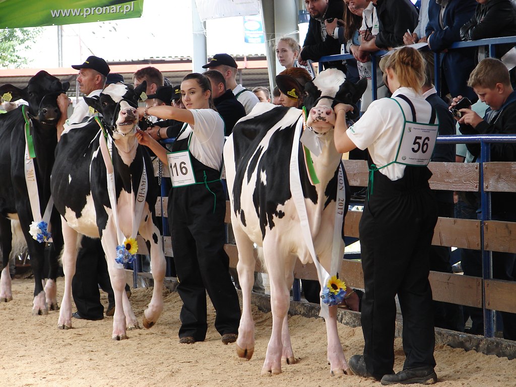 Bydło mleczne, konie, owce, drób i króliki - ponad tysiąc zwierząt na wystawie w Szepietowie