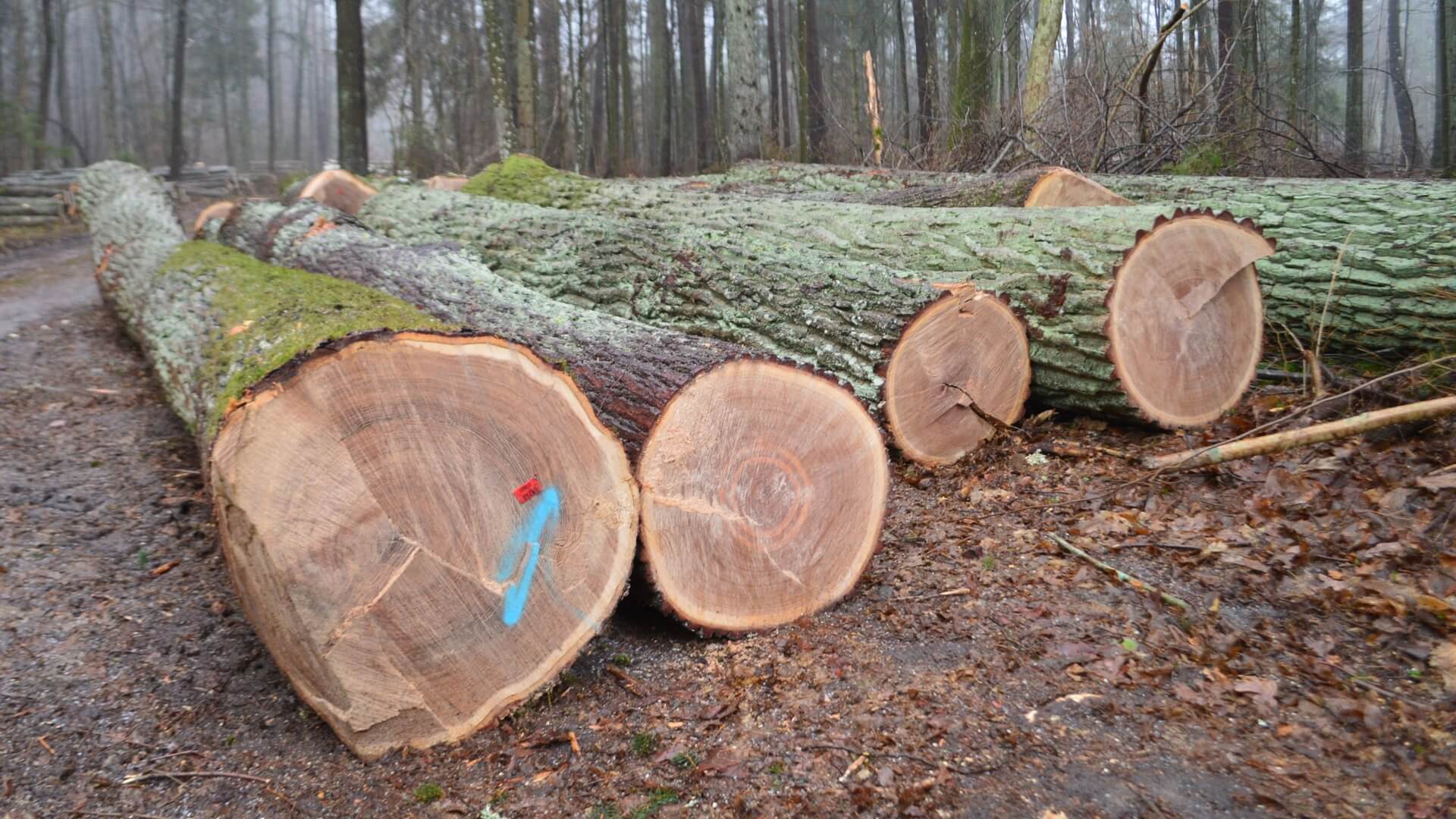 Zakaz wycinki w Puszczy Białowieskiej - konsultacje i negocjacje