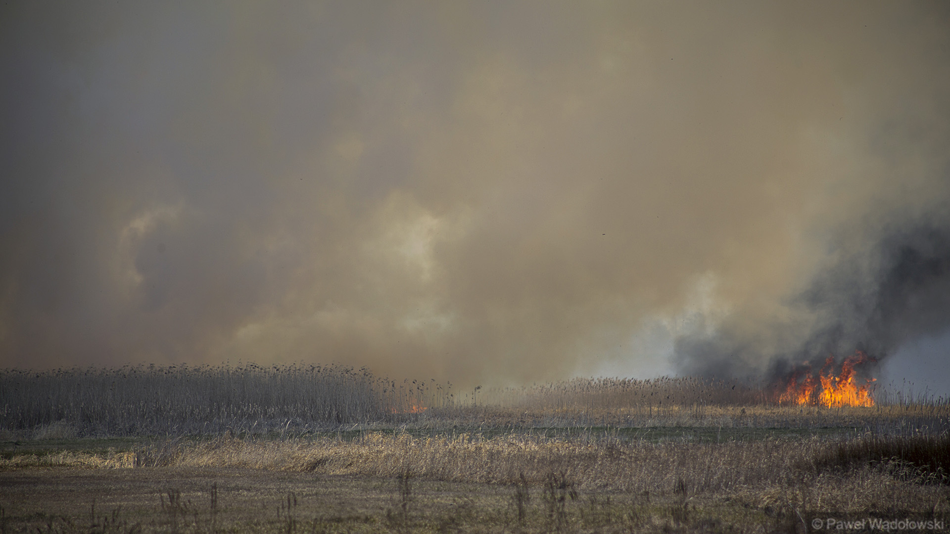Młodzi wokaliści śpiewając, chcą zachęcić do przekazywania darowizn na konto Biebrzańskiego Parku Narodowego [wideo]
