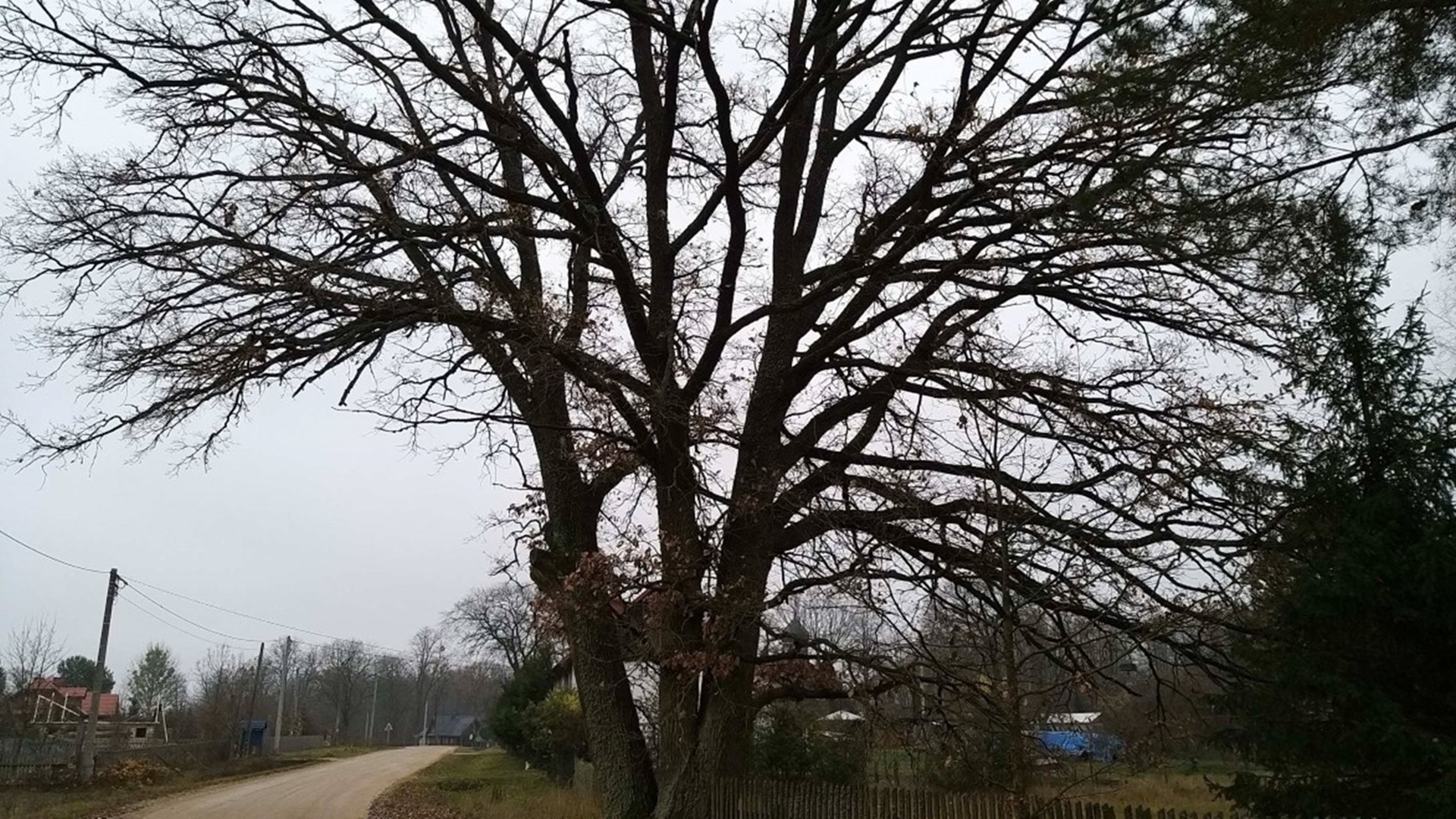 We wsi Puchły w gminie Narew mają być wycięte 300-letnie dęby