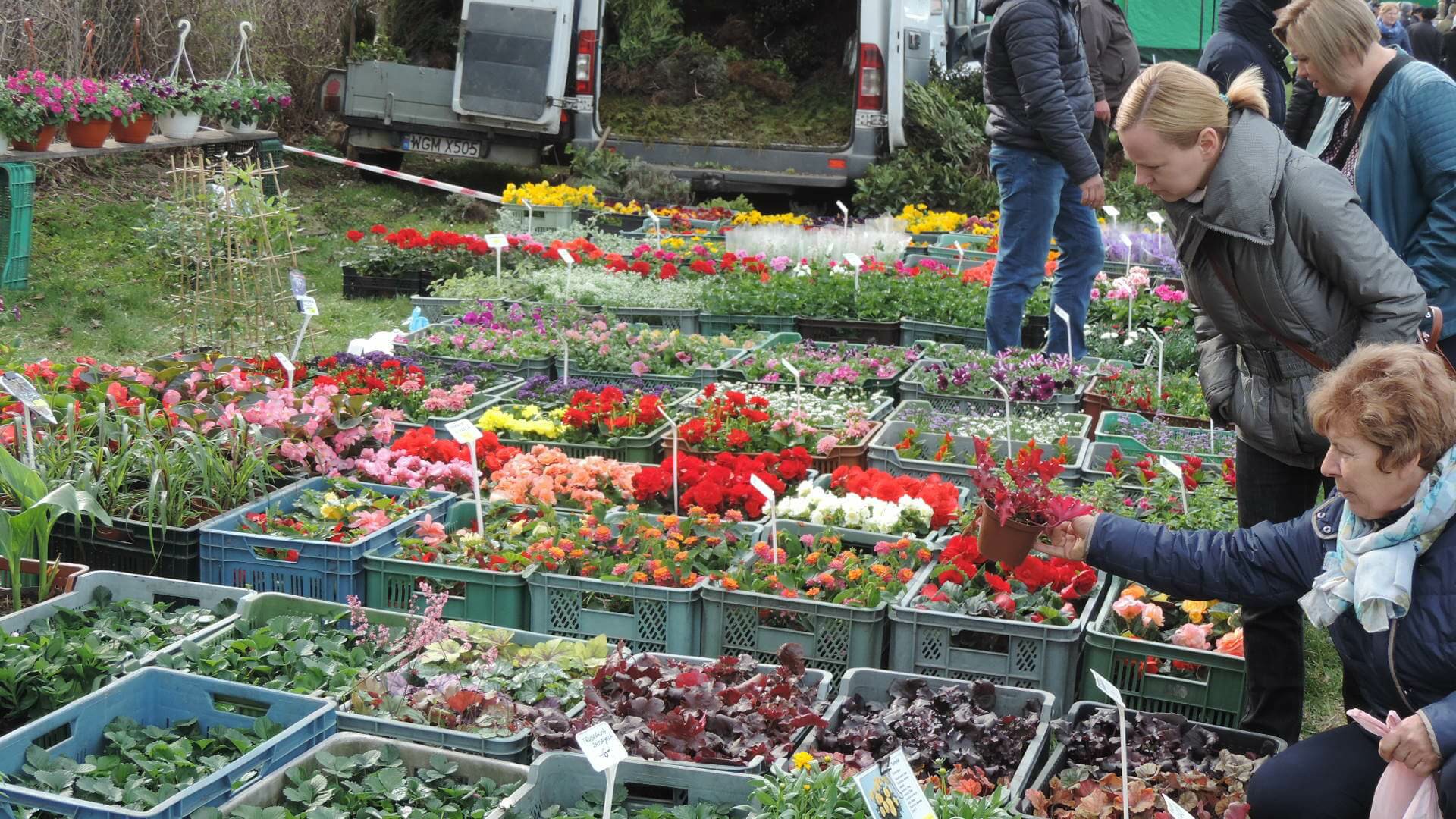 Targi ogrodnicze w Szepietowie - moc sadzonek krzewów owocowych i roślin rabatowych