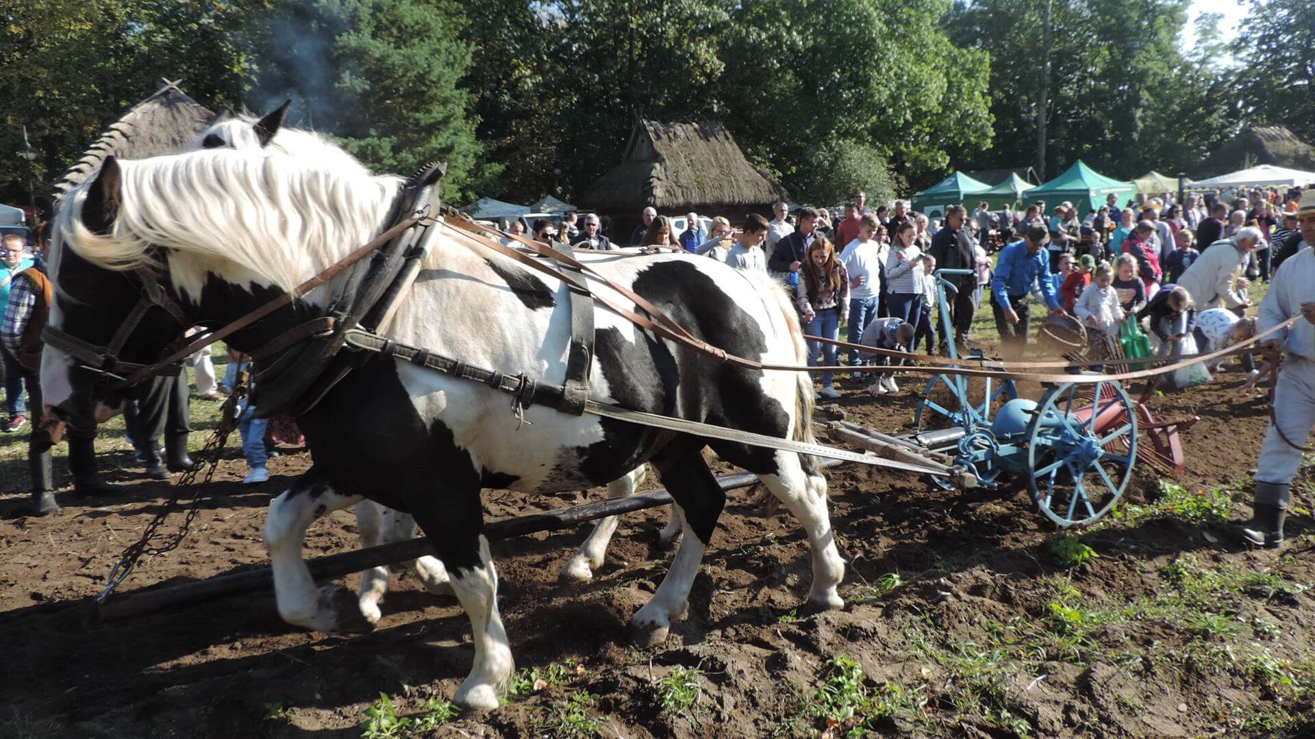 "Jesień w polu i zagrodzie" - rodzinny festyn w Muzeum Rolnictwa w Ciechanowcu