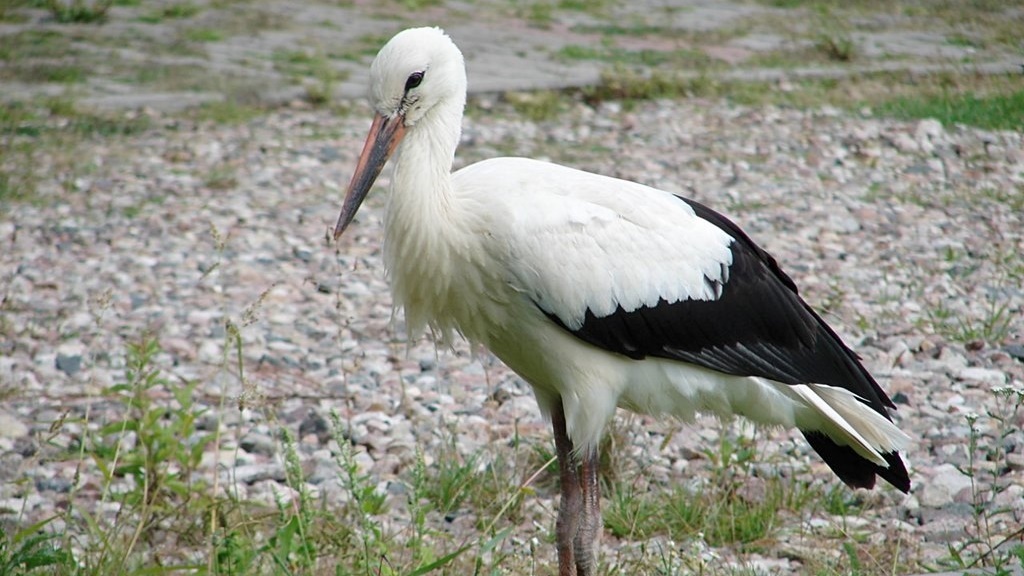 Na Suwalszczyźnie pojawił się bocian