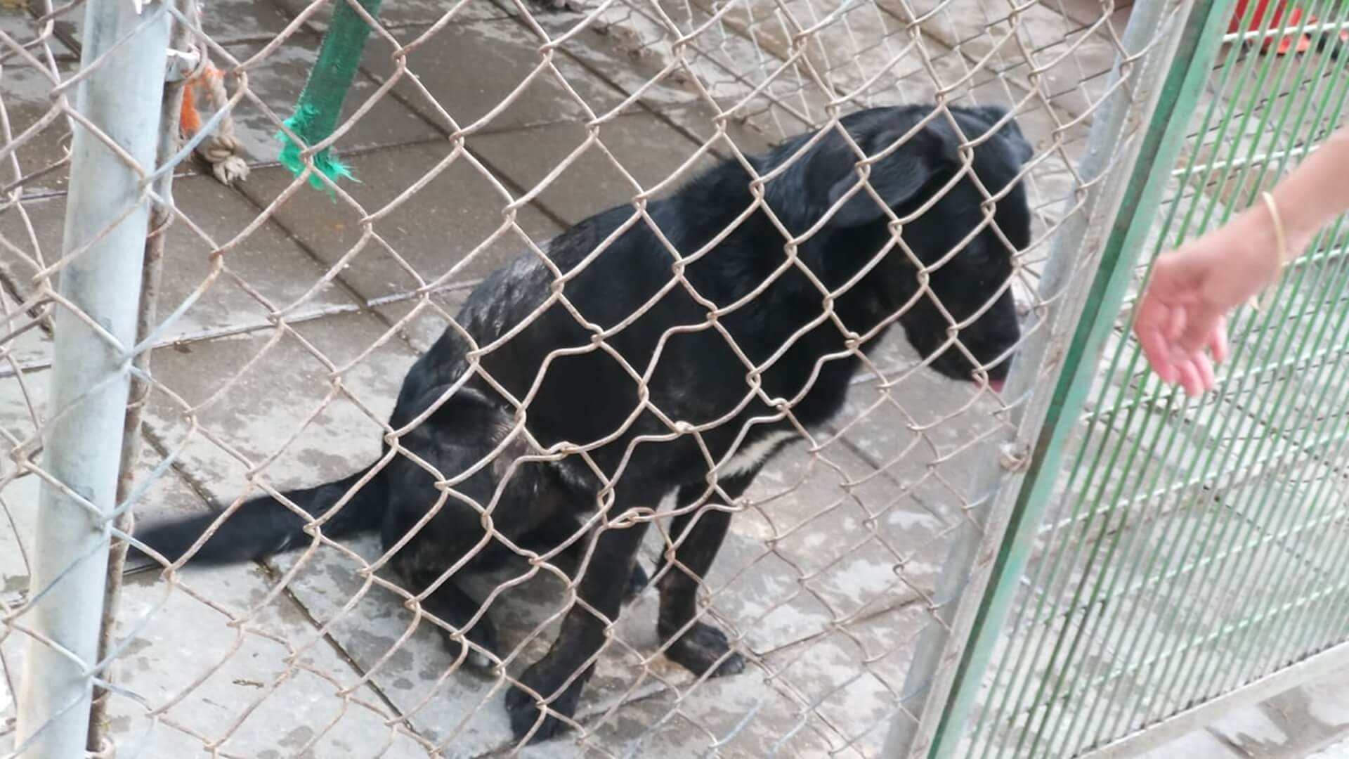 Sokólskie schronisko dla zwierząt apeluje o pomoc finansową