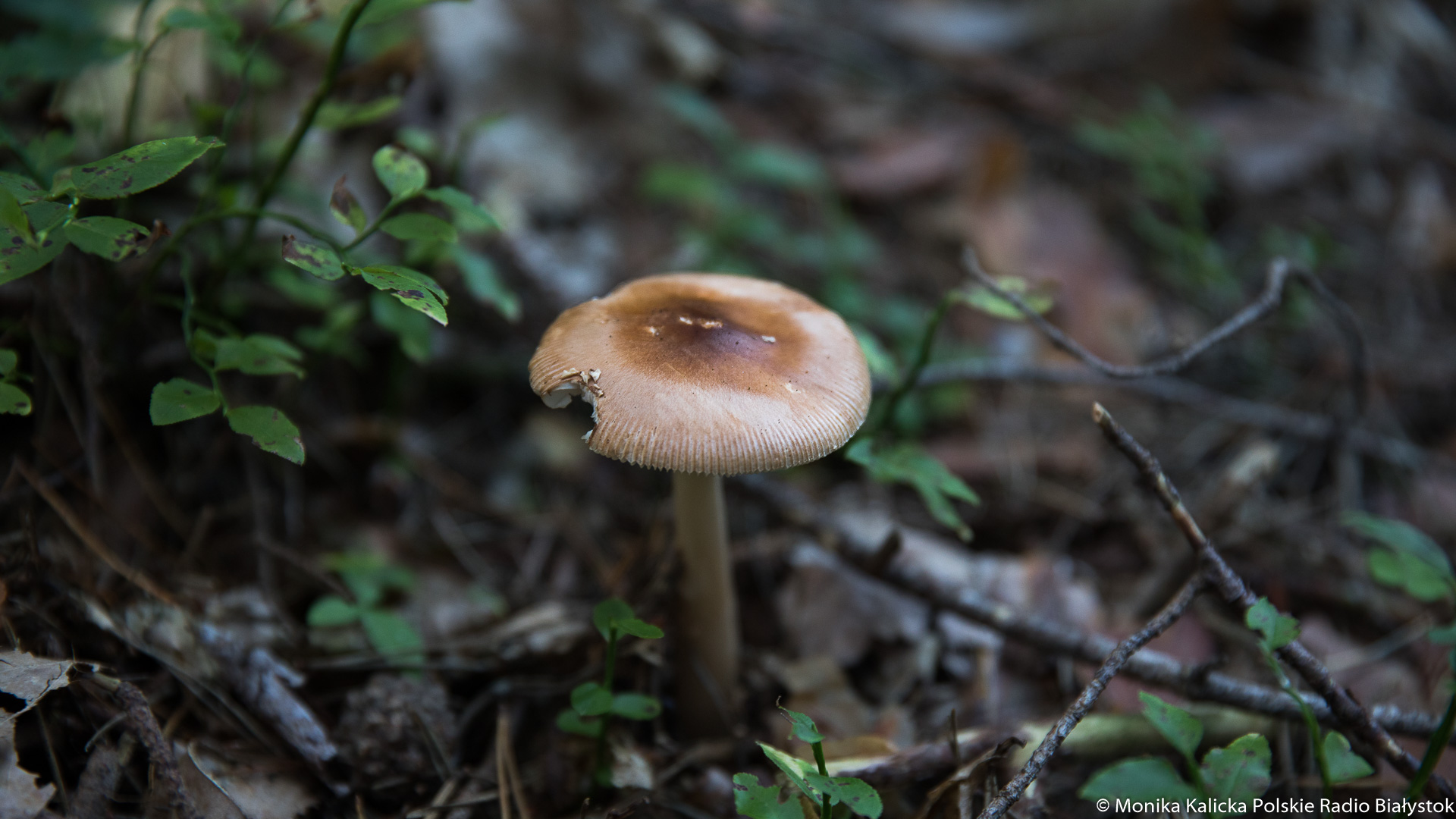 Czy zbieranie grzybów w Biebrzańskim Parku Narodowym jest legalne?