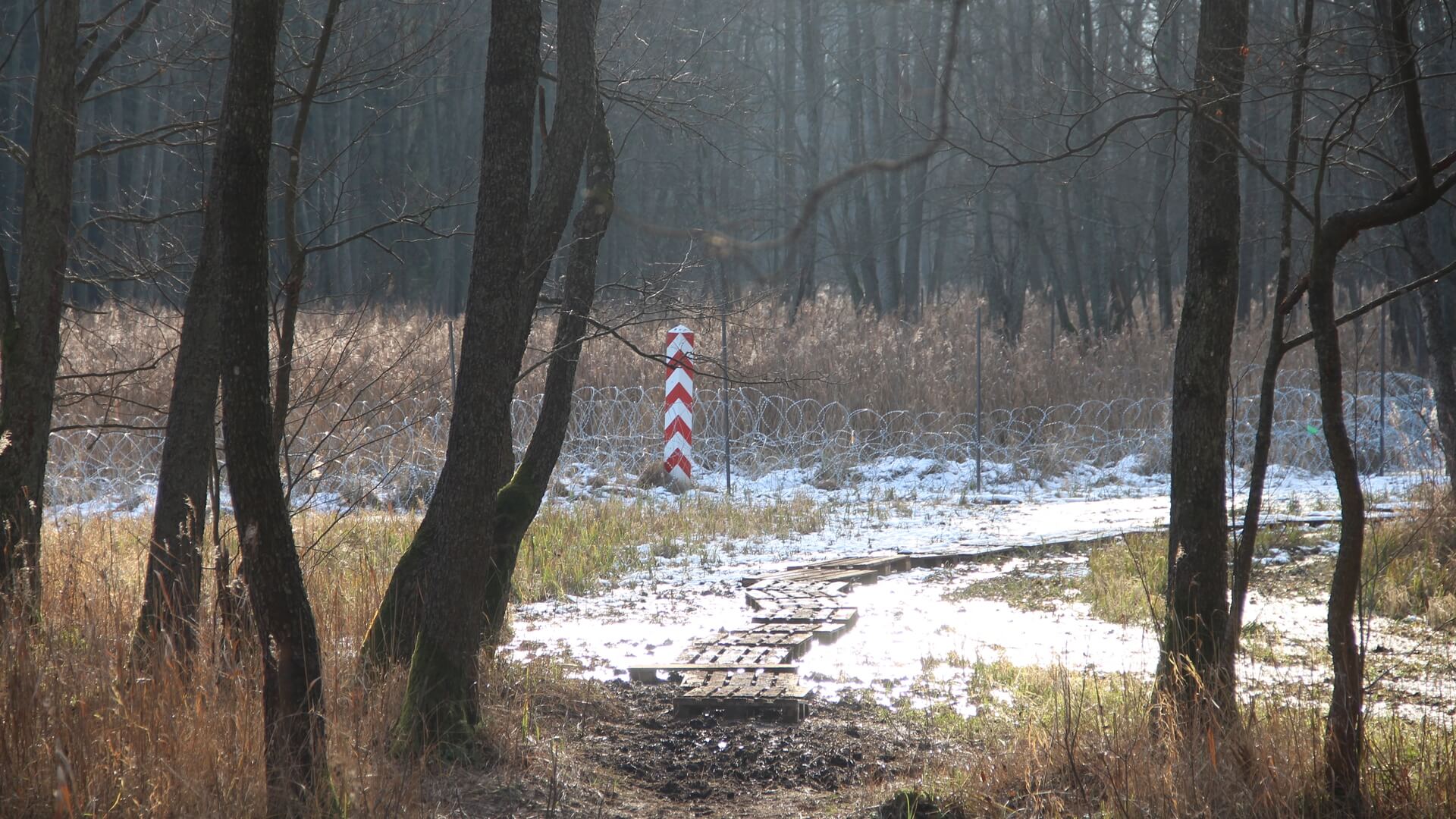 Granicę polsko-białoruską próbowało nielegalnie przekroczyć 26 osób, zatrzymano jednego kuriera