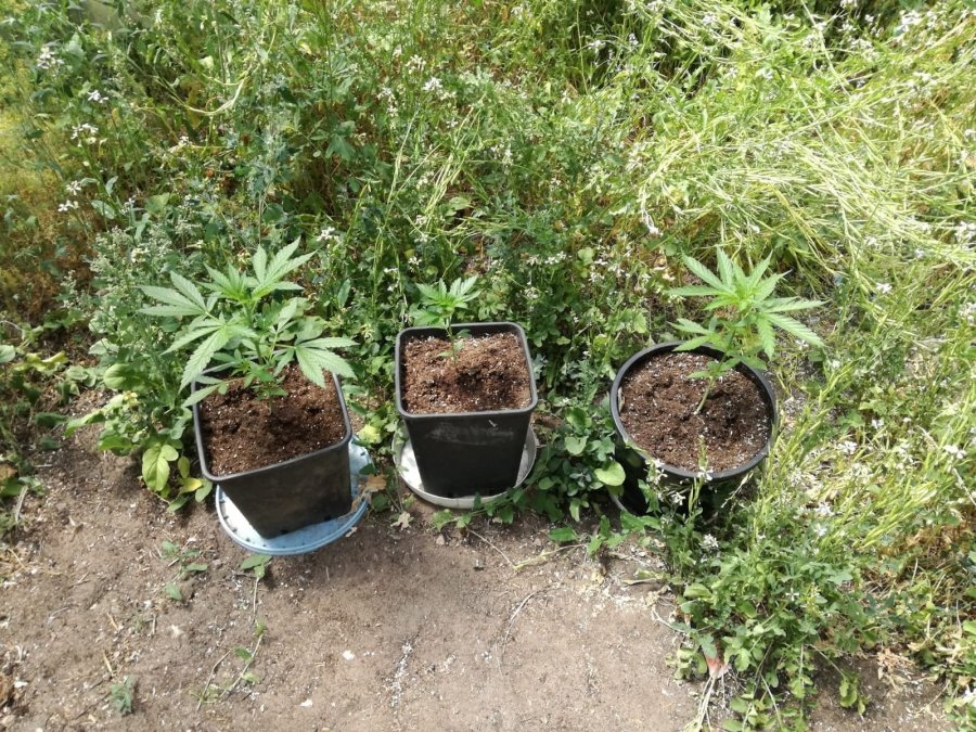 Augustowscy policjanci zabezpieczyli kilkadziesiąt krzaków konopi