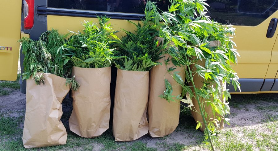 Trzy duże plantacje konopi indyjskich odkryli policjanci z Białegostoku i Kolna