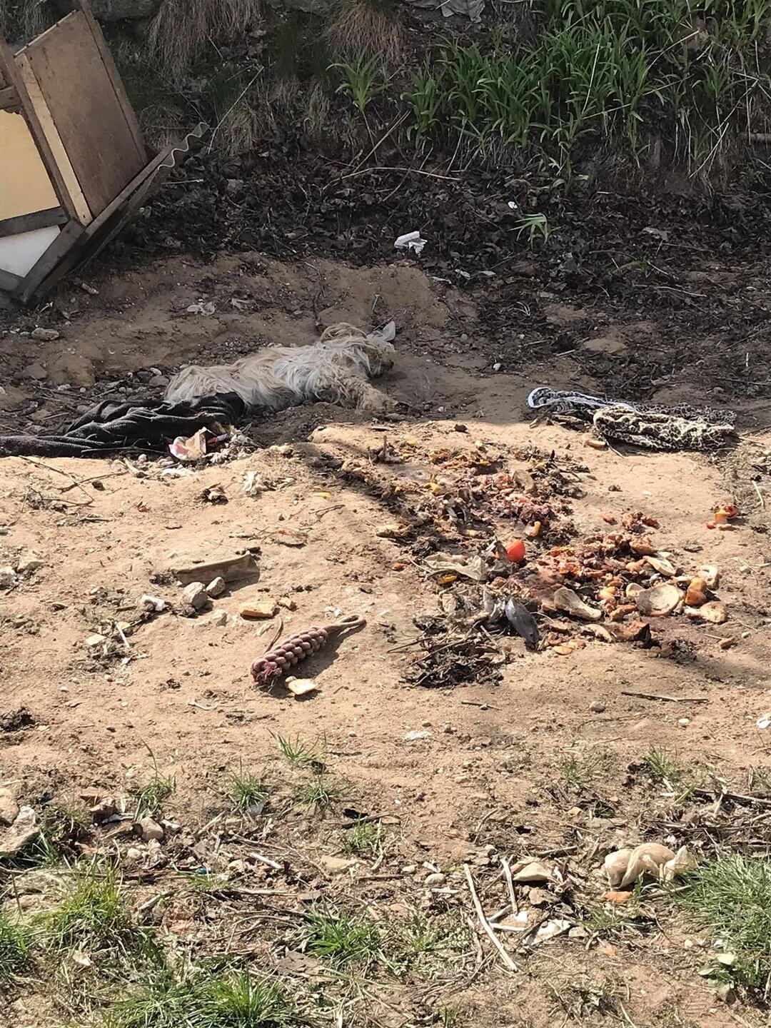 Martwy pies w jednym z gospodarstw w gminie Sokółka - sprawą zajmuje się policja