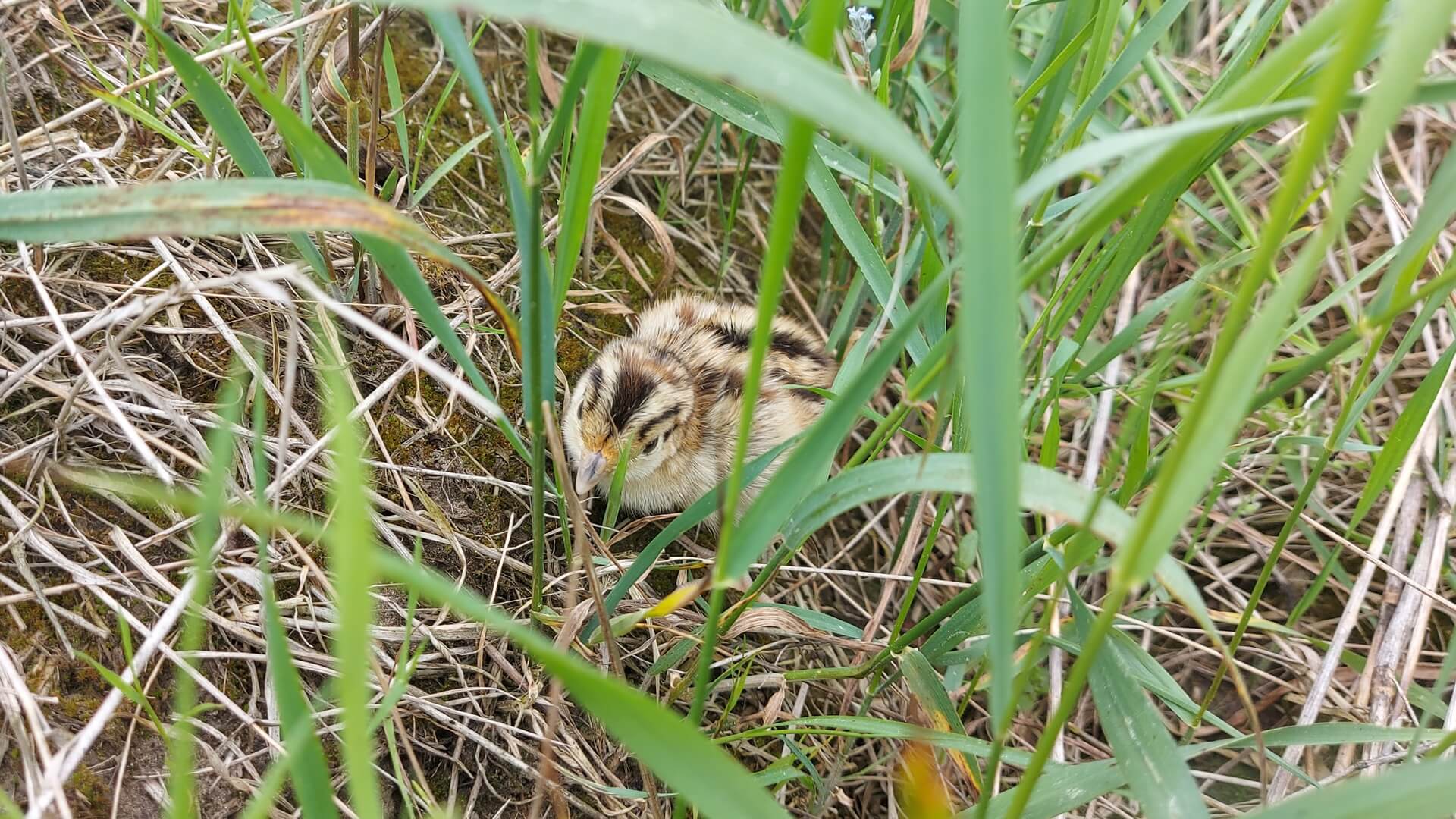 Myśliwi z naszego regionu rozpoczynają akcję, której celem jest ochrona ptaków i drobnej zwierzyny