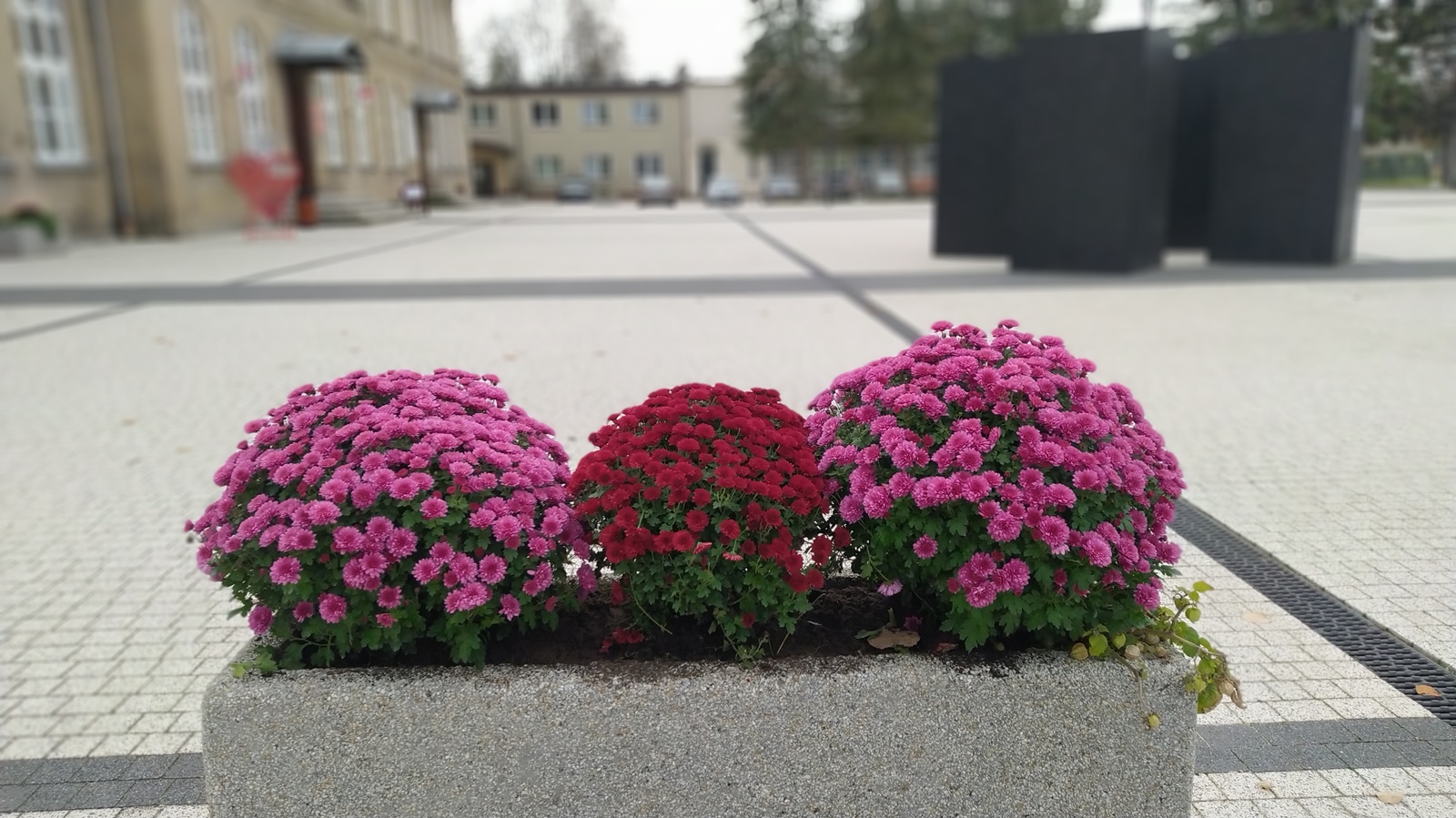 Pracownicy M-GCKiS w Choroszczy wspierają lokalnych plantatorów chryzantem i zachęcają do tego innych