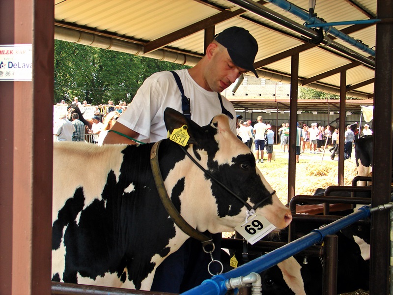 Prawie tysiąc zwierząt na wystawie w Szepietowie [zdjęcia]