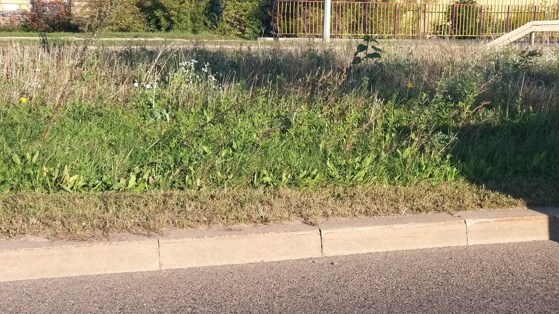 Łąki kwietne w Białymstoku nie tak piękne jak w roku ubiegłym