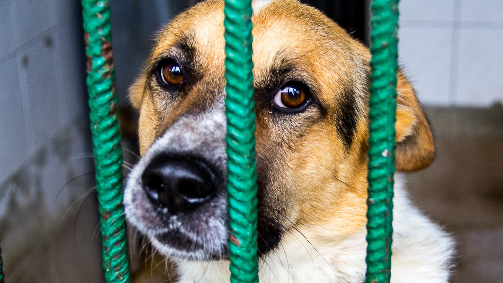 Pracownicy schroniska dla zwierząt uratowali skrajnie wychudzonego psa