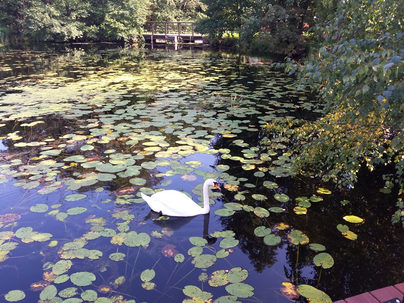 Kilka lat może zająć przywrócenie stanu fauny Czarnej Hańczy do stanu sprzed wycieku do niej ścieków