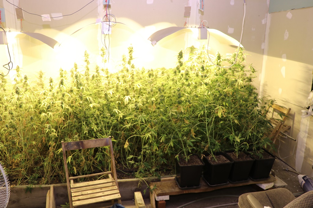 Dwaj mężczyźni staną przed sądem za nielegalną uprawę konopi