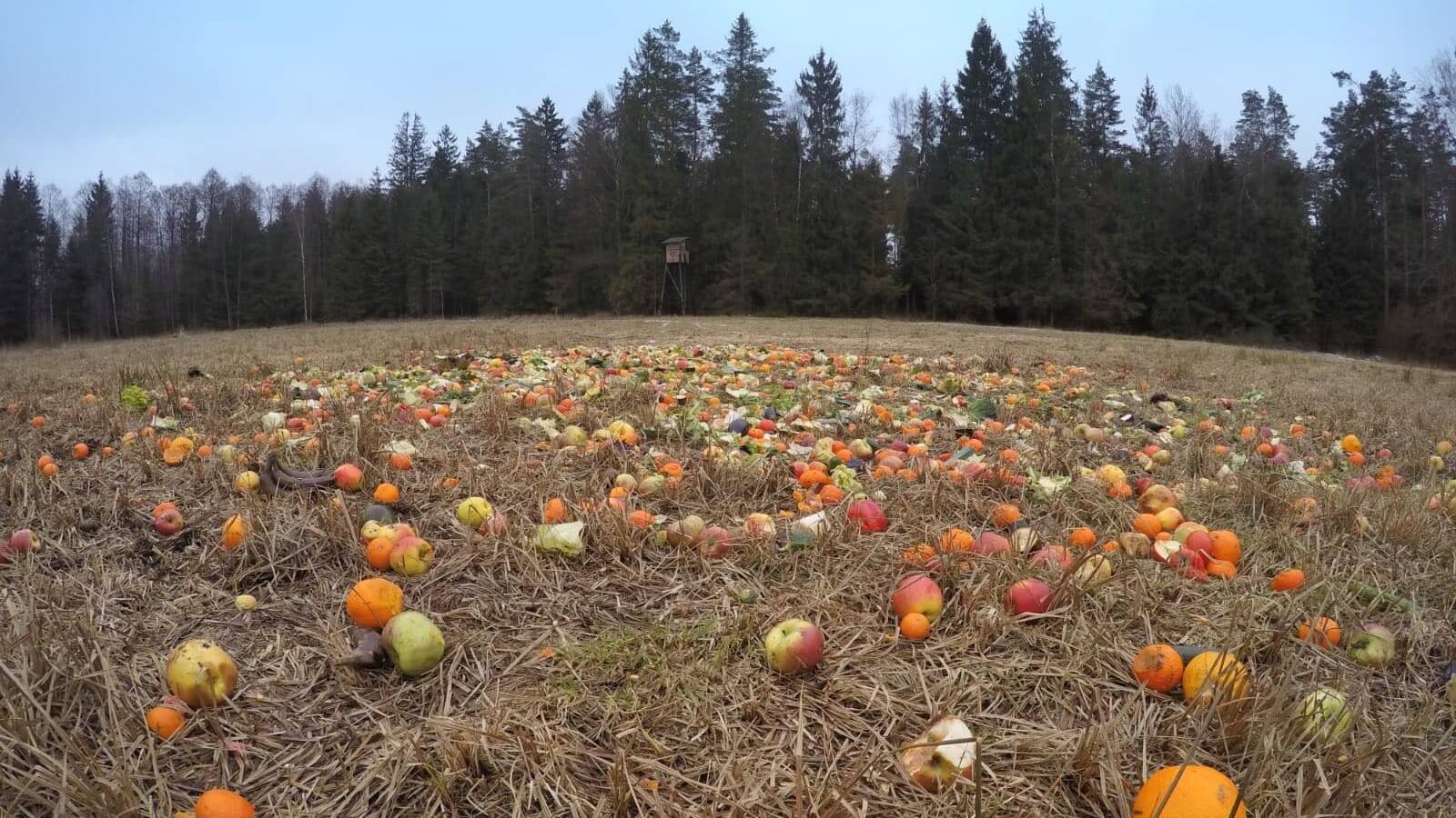 Zepsute egzotyczne owoce ktoś wyrzucił do Puszczy Knyszyńskiej - to zagrożenie dla zwierząt