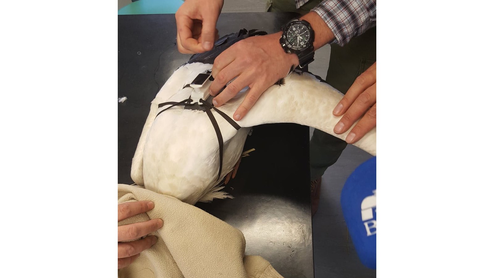 Co się dzieje z bocianami, które były leczone i rehabilitowane przez człowieka?