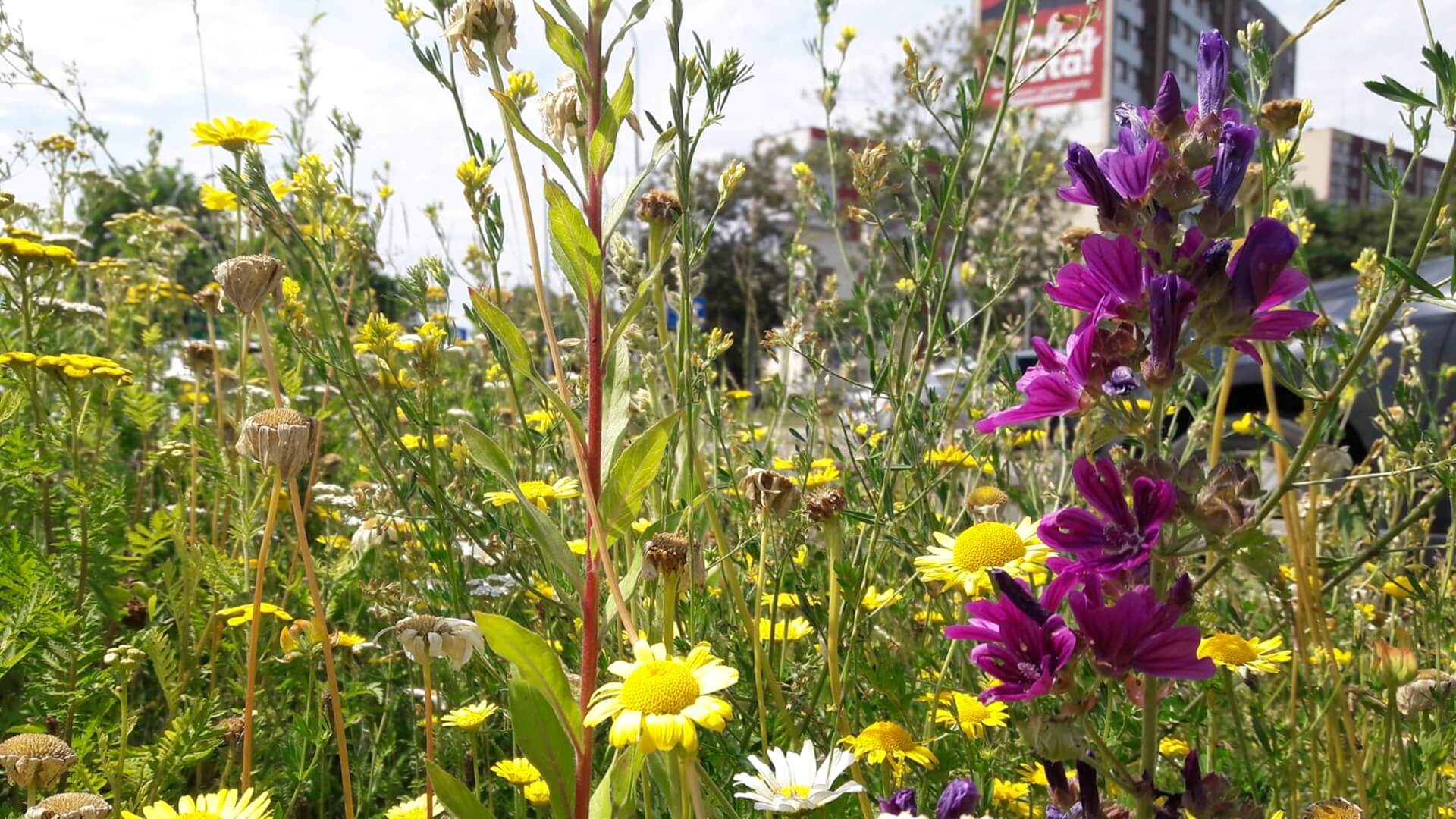 Jaki wpływ na nasze samopoczucie mają łąki kwietne? Można to sprawdzić w Białymstoku