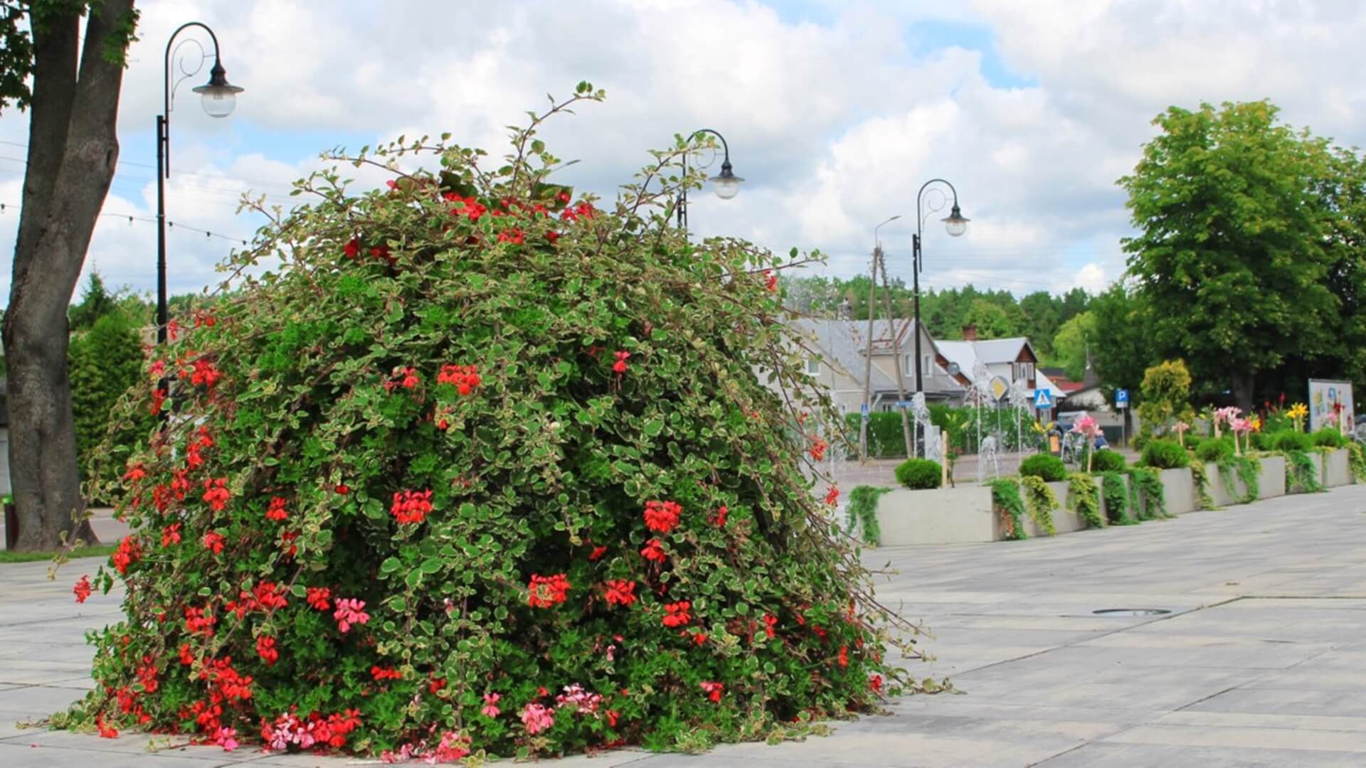 Białystok i Dąbrowa Białostocka walczą o tytuł najpiękniej ukwieconego miasta w Polsce
