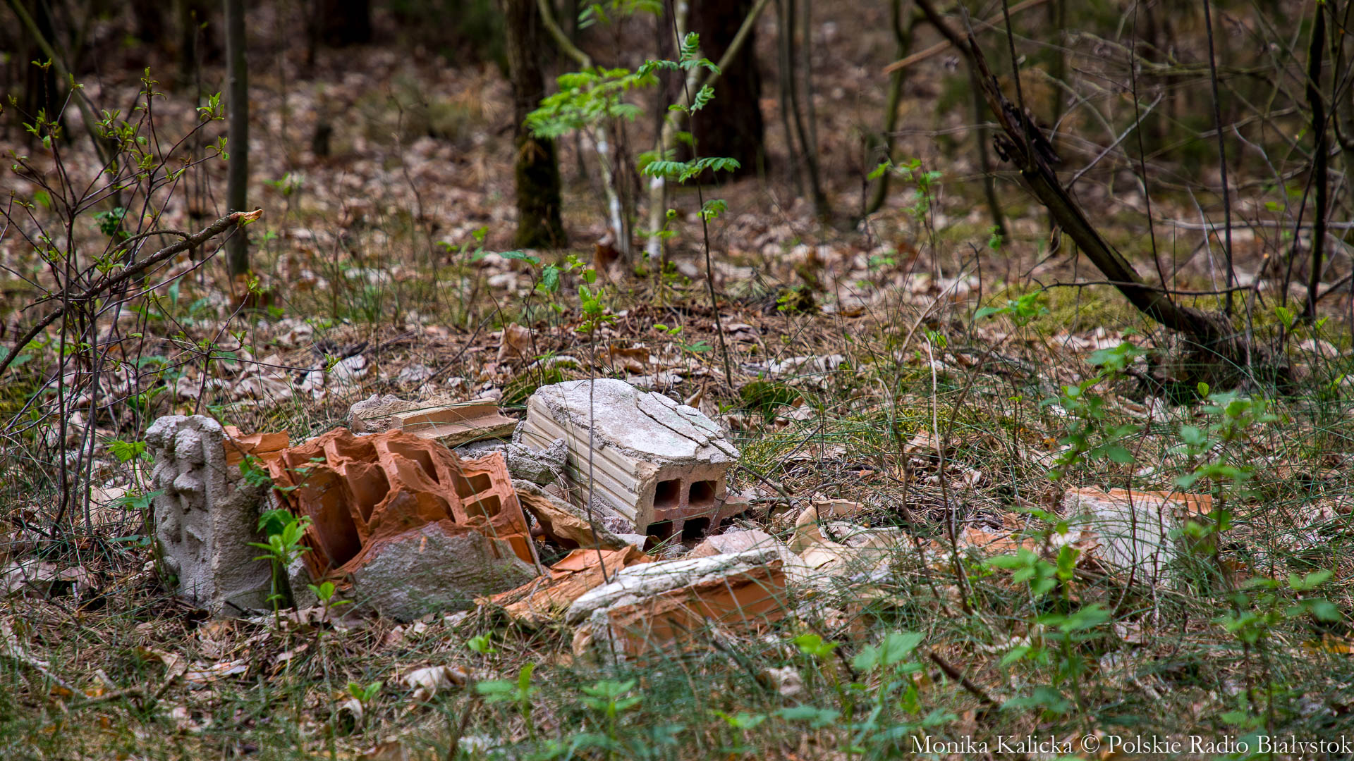 Mężczyzna wyrzucił śmieci w lesie w okolicach Sokółki - musiał zapłacić 1000 zł mandatu