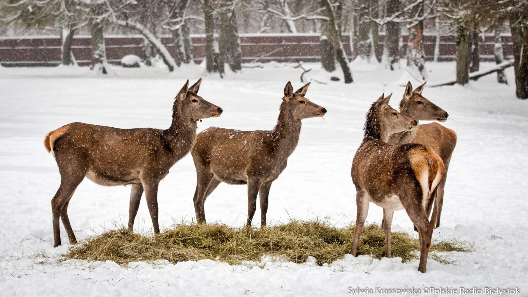 Mieszkańcy gminy Bakałarzewo zdecydują, czy we wsi Wólka powstanie Ośrodek Rehabilitacji Dzikich Zwierząt