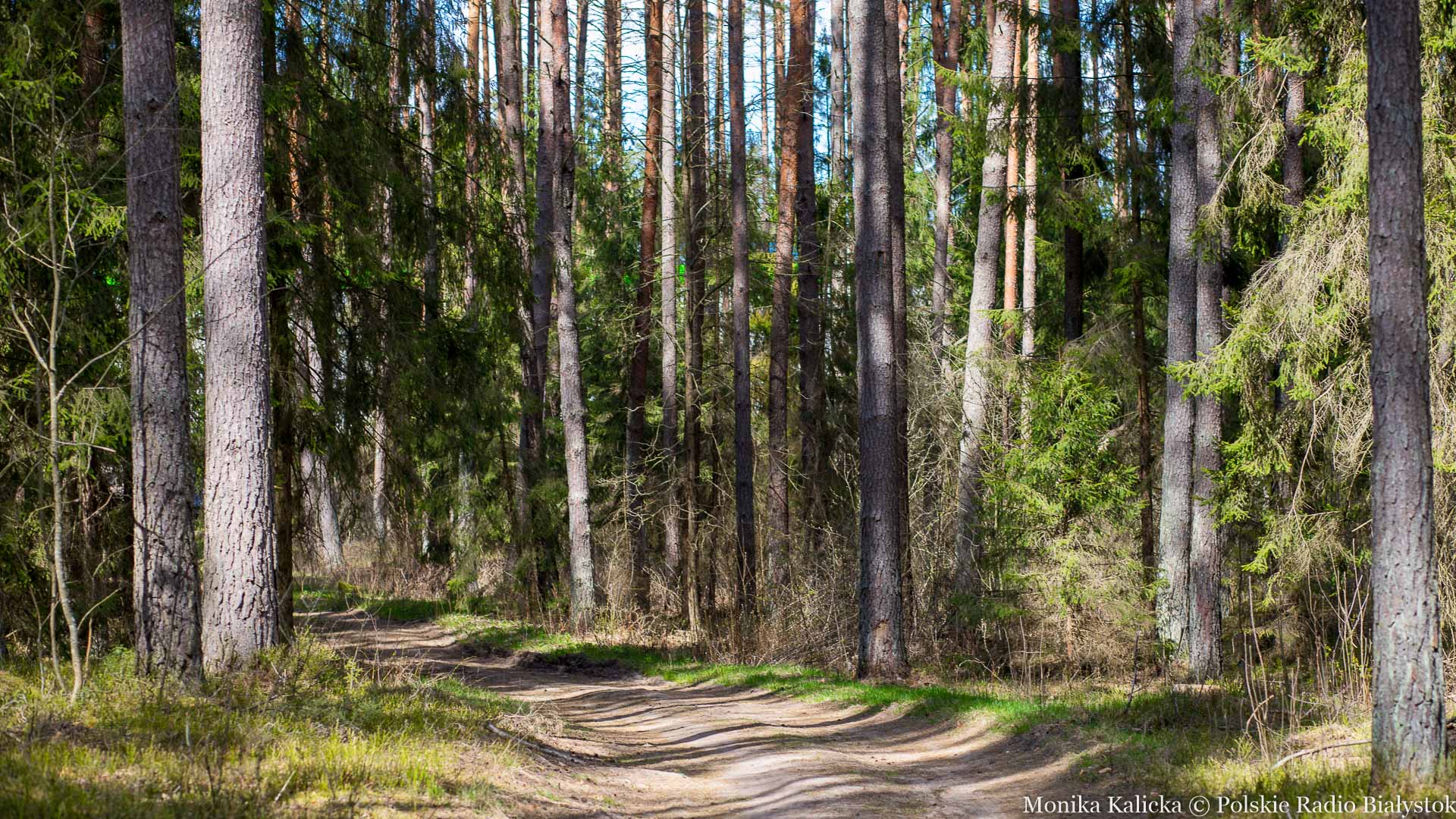 Augustowscy leśnicy apelują o niezaśmiecanie lasu