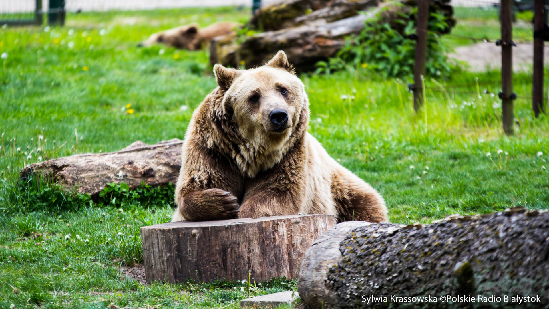 Tłumy w Akcent ZOO po przerwie [zdjęcia, wideo]