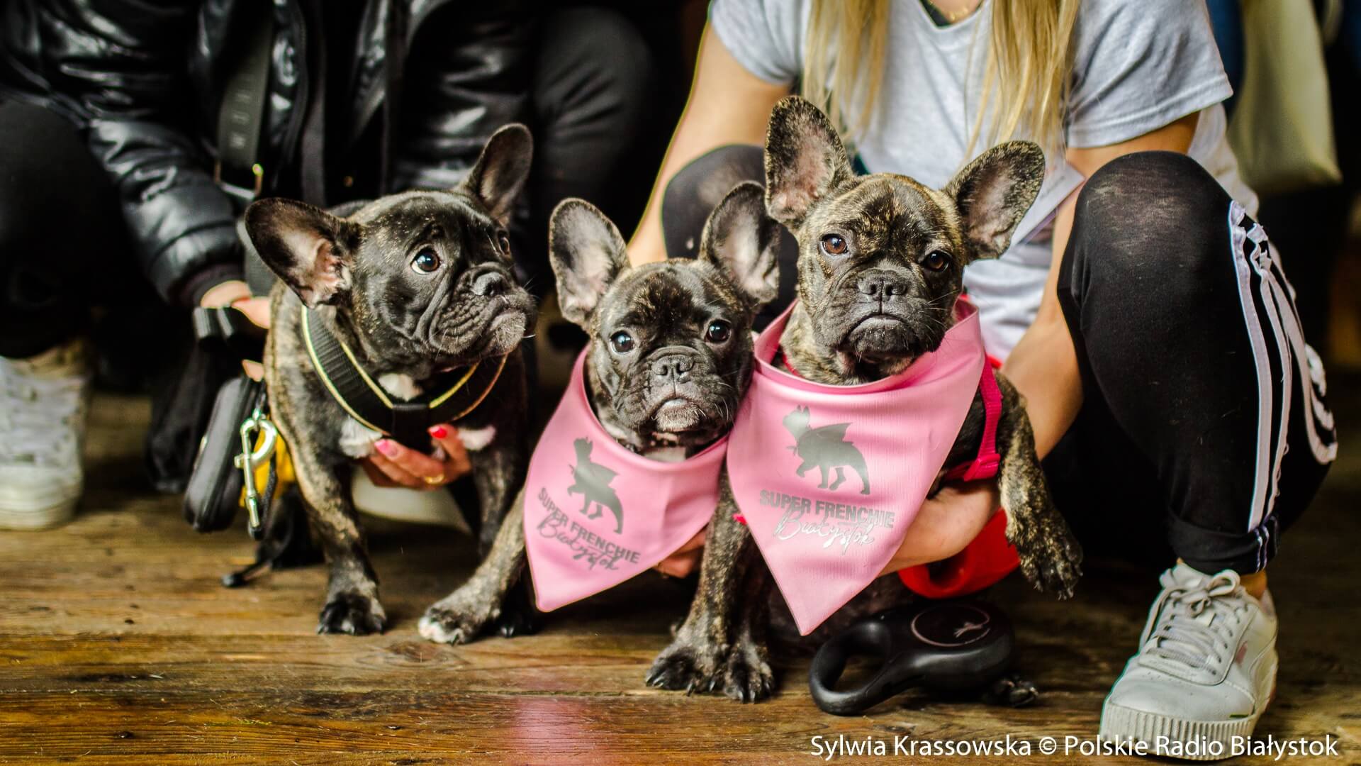 Psi piknik z buldogami francuskimi w Pomigaczach [zdjęcia]