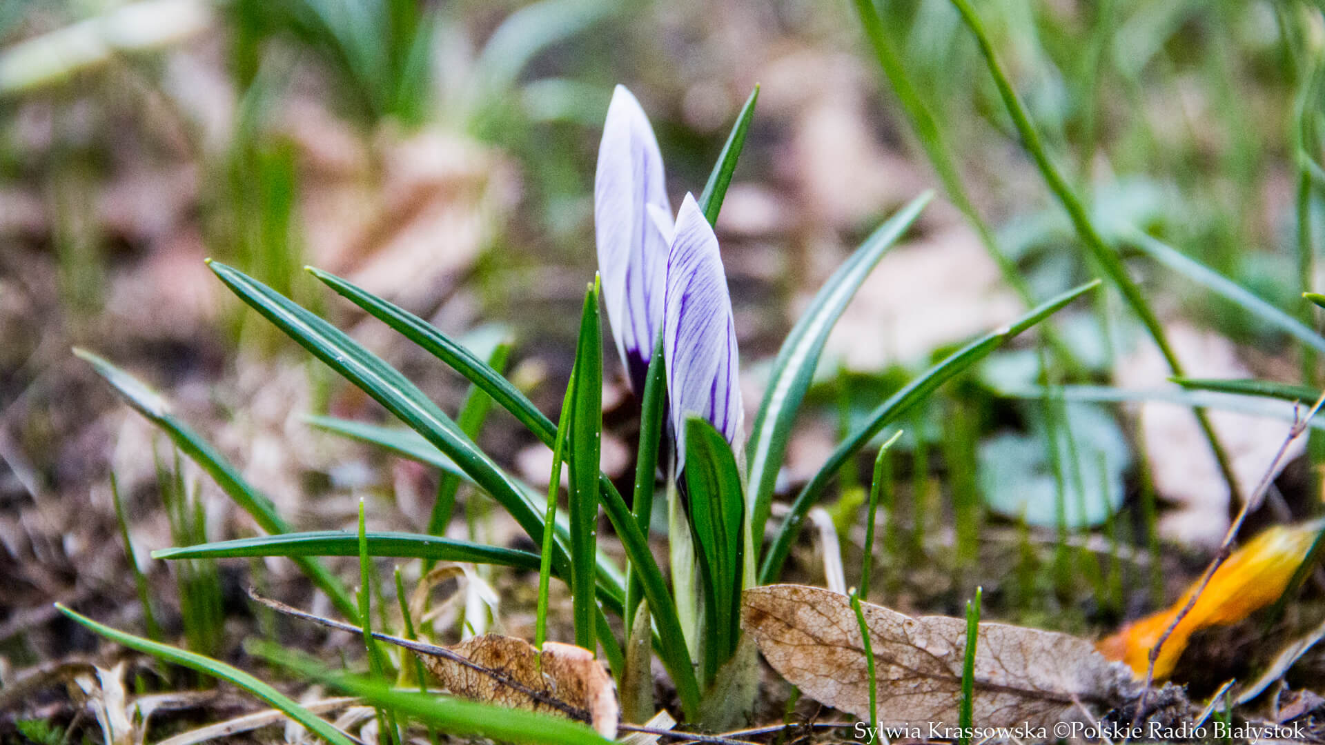 Przyszła wiosna - warto odwiedzić siedzibę Narwiańskiego Parku Narodowego