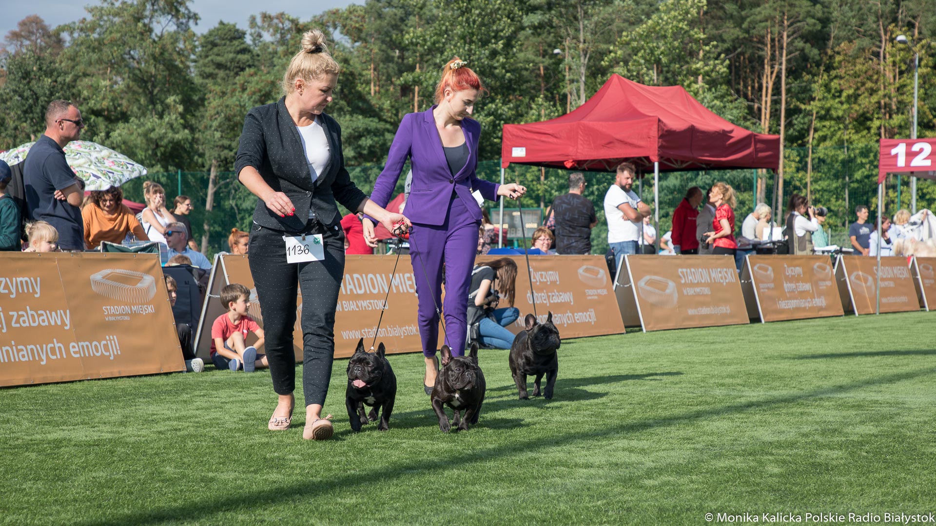 Międzynarodowa Wystawa Psów Rasowych na Stadionie Miejskim w Białymstoku [zdjęcia]